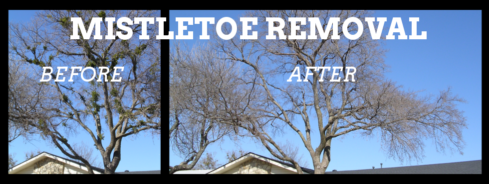We specialize in mistletoe removal in Dallas. Our other services include tree removal, mistletoe removal, deep root feeding, brush hauling, stump grinding, cabling, and diagnostic services. Click to learn more about how we can help your trees...