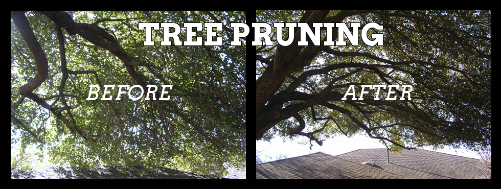 We specialize in tree pruning in Dallas. Our other services include tree removal, mistletoe removal, deep root feeding, brush hauling, stump grinding, cabling, and diagnostic services. Click to learn more about how we can help your trees...